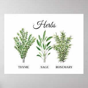 Poster Rosemary Thyme Sage Herbs Culinária Cozinha