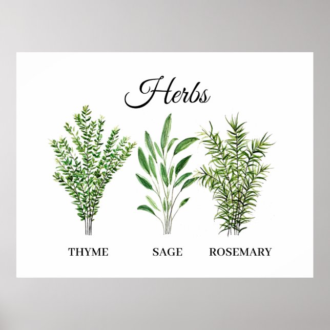 Poster Rosemary Thyme Sage Herbs Culinária Cozinha (Frente)