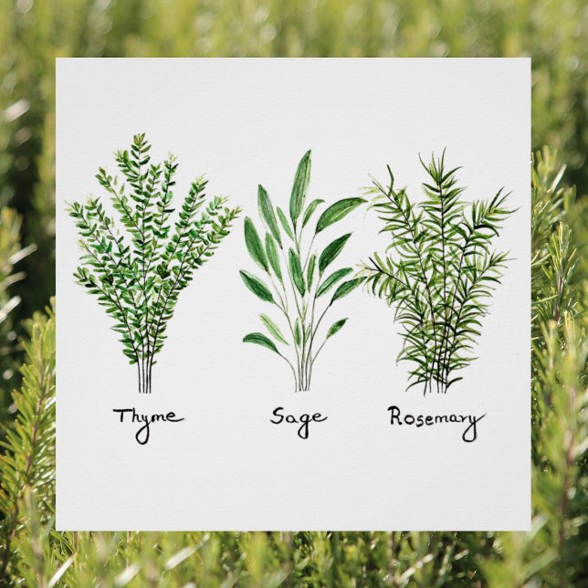 Póster Rosemary Thyme Sage Herbs Culinária Kitchen Chef P (Criador carregado)