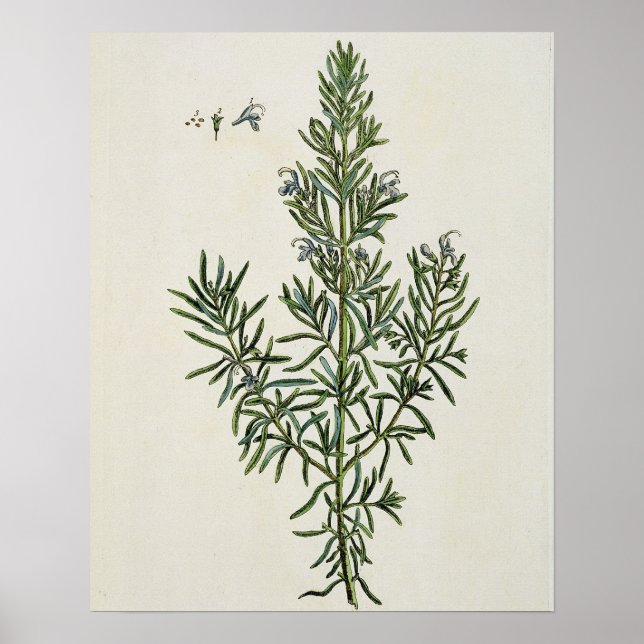 Poster Rosmarinus Officinalis, de A Curiosa Herbal, 1 (Frente)