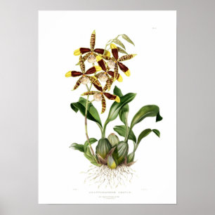 Poster Rossioglossum grande por Miss Drake.