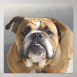 Poster Rosto de Bulldog - Bulldog Inglês, Brown