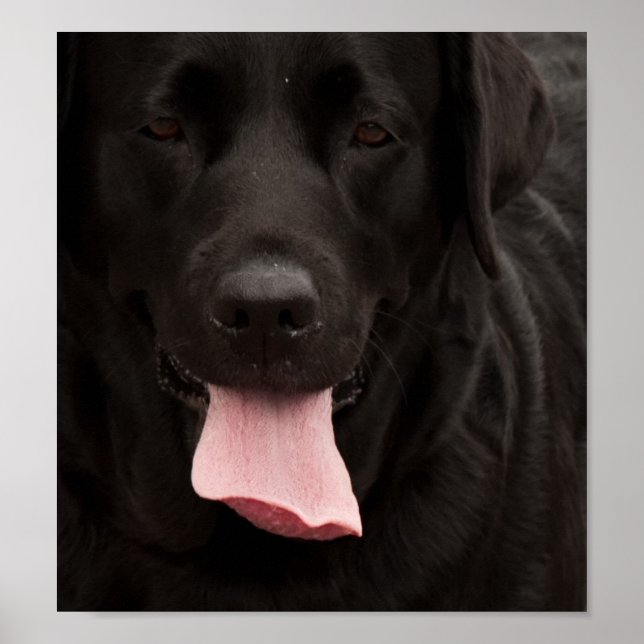 Póster Rosto de cachorro preto (Frente)