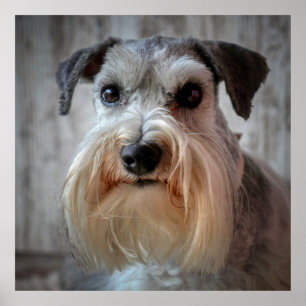 Poster Rosto de Cachorro Schnauzer