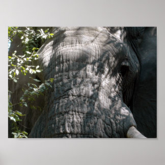 Póster Rosto de elefante