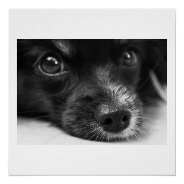 Póster rosto de papillon (Frente)