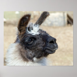 Póster Rosto de pele