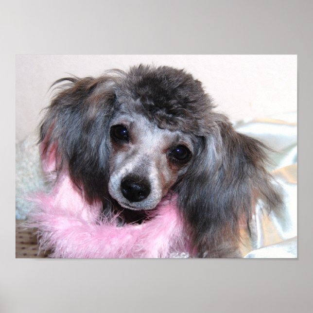 Póster Rosto de Poodle de Brinquedo de Prata (Frente)
