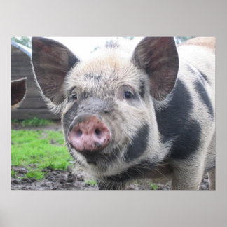 Póster Rosto de Suínos