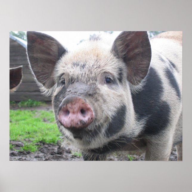 Póster Rosto de Suínos (Frente)