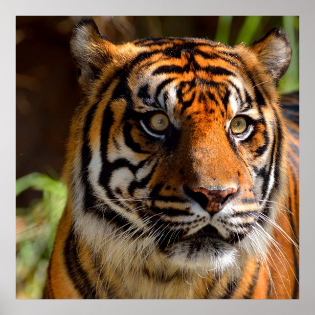 Poster Rosto de Tigre (Frente)