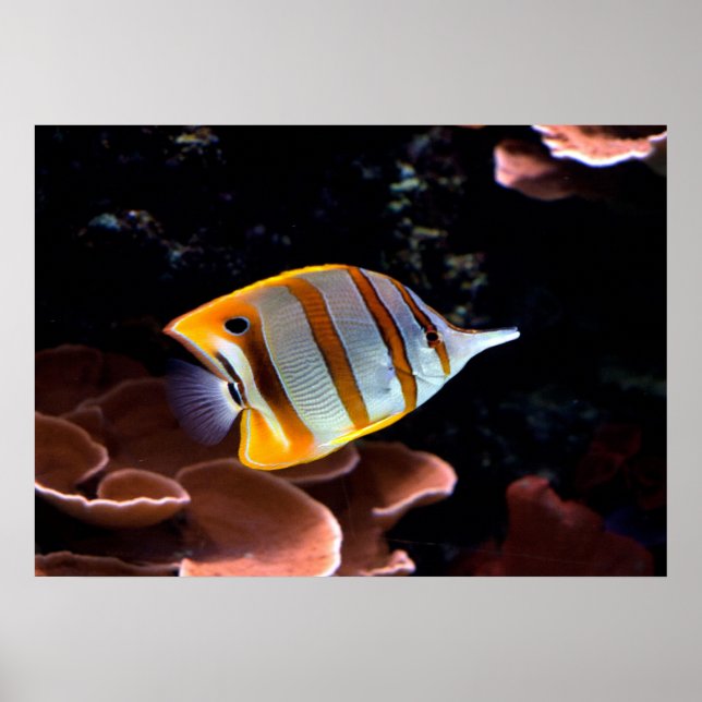 Poster Rostrato de melão (Frente)