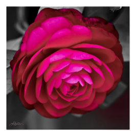 Póster Rosy Camellia