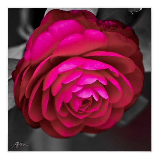 Póster Rosy Camellia (Frente)