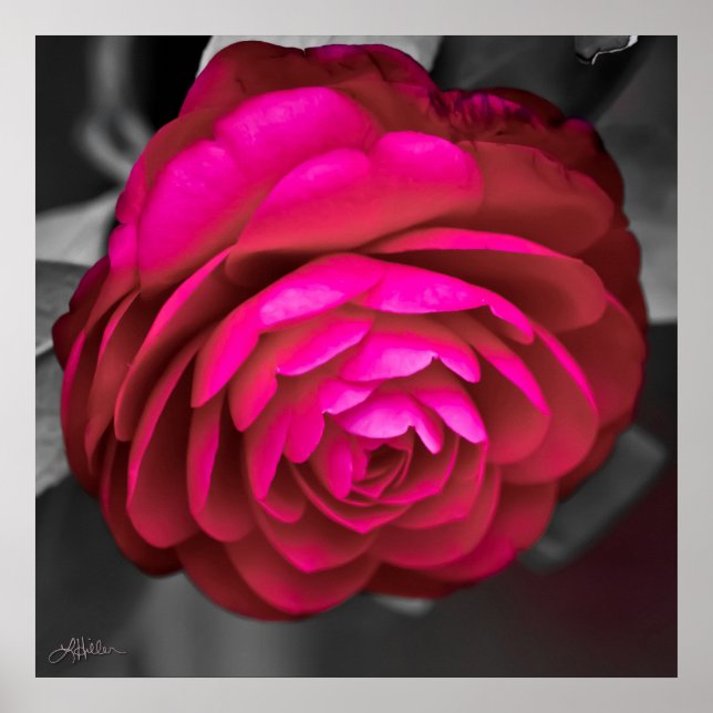 Poster Rosy Camellia (Frente)