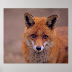 Póster Rotfuchs, retrato, close-up, contacto de olhar