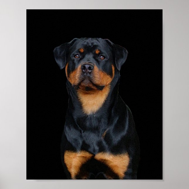 Poster Rottweiler (Frente)