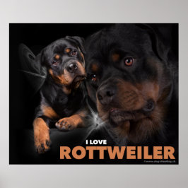 Poster Rottweiler