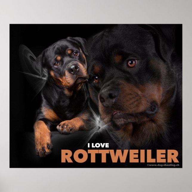 Poster Rottweiler (Frente)