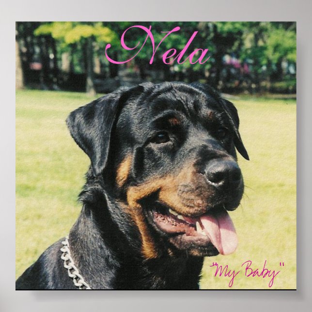 Poster Rottweiler (Frente)