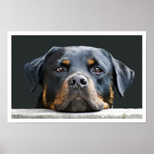 Póster Rottweiler