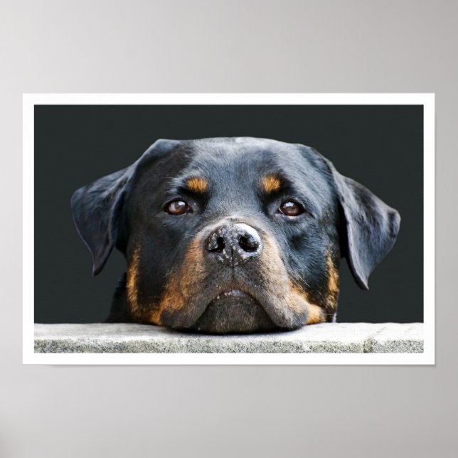 Póster Rottweiler (Frente)