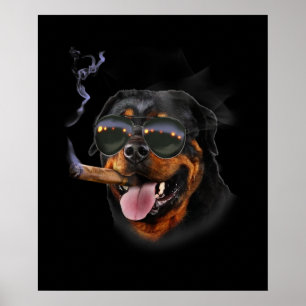 Poster Rottweiler Com Vidro Solar De Aviador De Veste De
