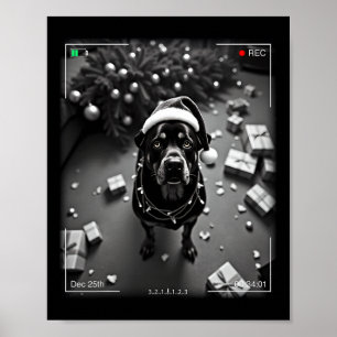 Poster Rottweiler de Natal Flagrado pela Câmera 