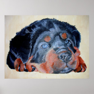 Póster Rottweiler Puppy Retrato Artístico Pet