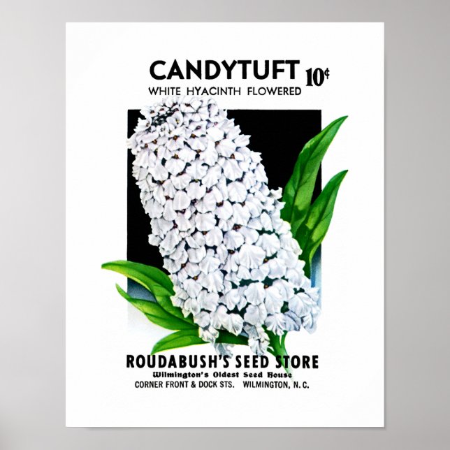 Póster Rótulo de Pacote de Semente Candytuft (Frente)