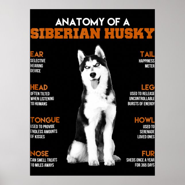 Poster Rouco | Anatomia Dos Cães Husky Siberianos (Frente)