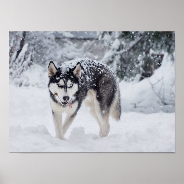 Poster Rouco na neve (Frente)