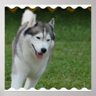 Poster Rouco Siberian bonito