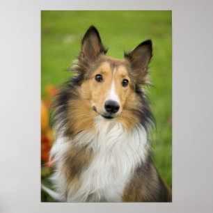 Poster Rough Collie, cão, animal