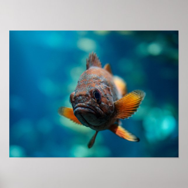 Poster Rougheye Rockfish (Frente)
