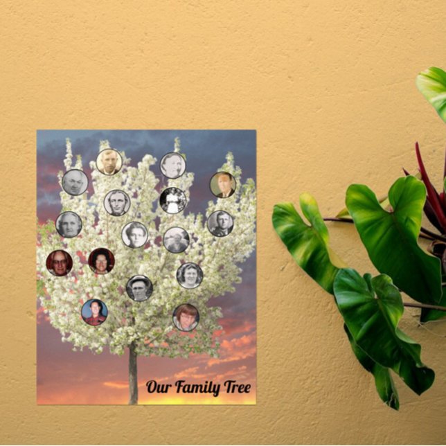 Poster Round Photos with White Blossom Tree and Sunset (Criador carregado)