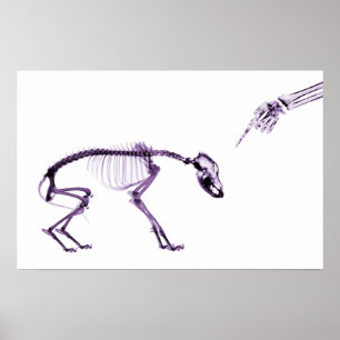 Póster Roxo branco de esqueleto do raio X mau do cão
