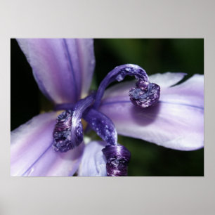 Poster roxo da íris
