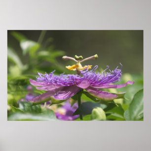 Poster roxo da natureza da flor da paixão