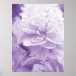 Poster roxo da peônia
