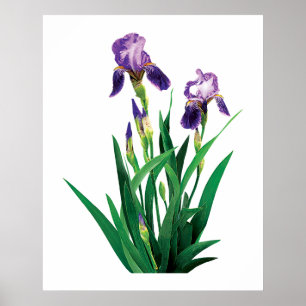 Poster roxo de duas íris