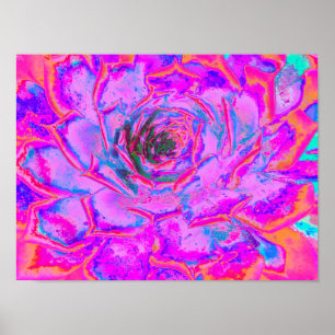 Poster Roxo e Magenta Suculenta Sedum Roseta