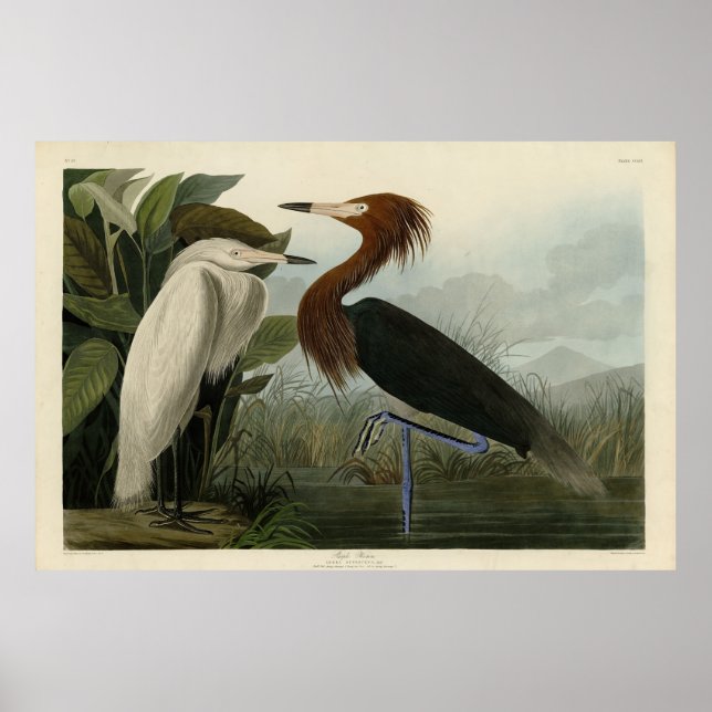 Poster Roxo Heron - das Aves da América de Audubon (Frente)