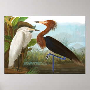 Poster Roxo Heron por John James Audubon