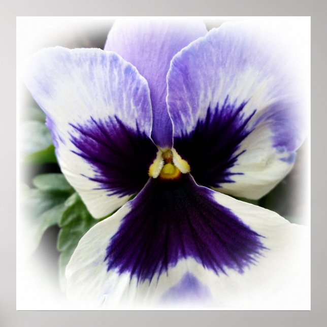 Poster roxo profundo em branco (Frente)