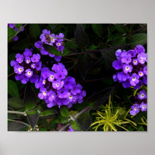 Poster Roxo Trailing Lantana nº 1