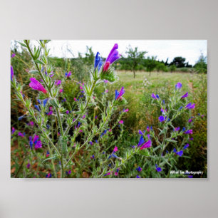 Poster Roxo Viper's-bugloss, Echium Plant
