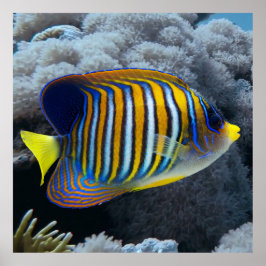 Poster Royal Angel Fish