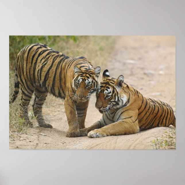 Poster Royal Bengal Tiger e jovem - tocando à frente, (Frente)