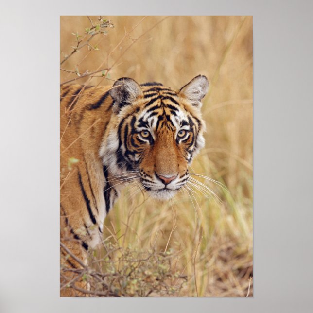 Poster Royal Bengal Tiger observando (Frente)